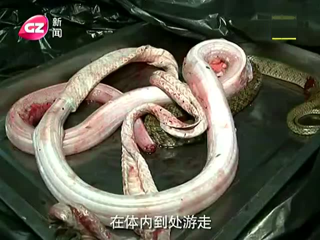蛇肉寄生虫图片