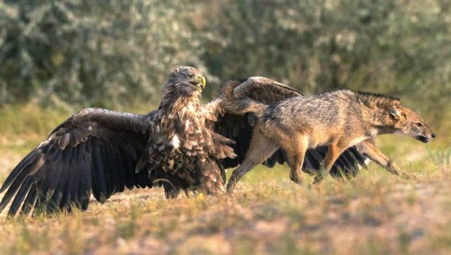 野狼与老鹰争夺食物,究竟谁能获得最后的胜利?