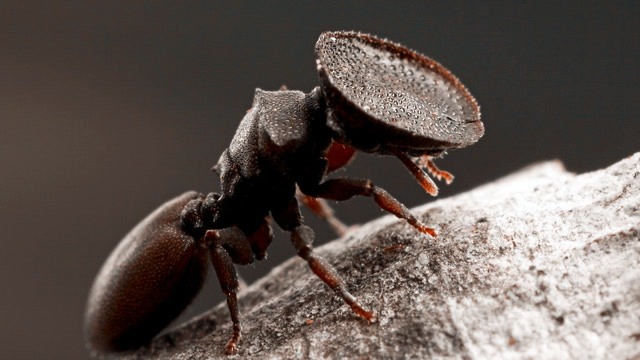 龟蚁,头顶一个大圆盘,这是干什么用的?居然不是用来装菜?