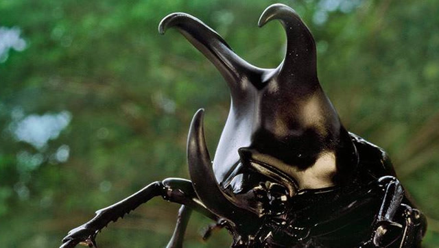 这种小昆虫因为喜欢打架而得名 犀牛甲虫