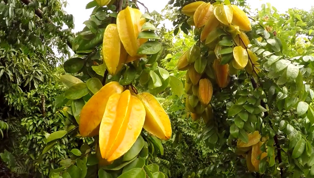 硕果累累的杨桃树,可惜江浙沪表示不能种植