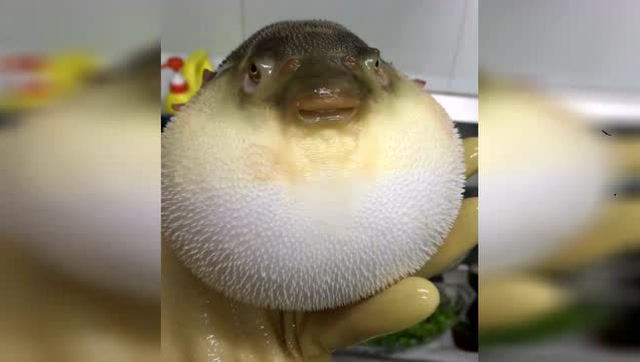 河豚气炸的样子,很可爱