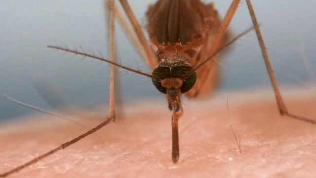 夏天到了,看看可恶的蚊子是怎样从你身上吸的血吧