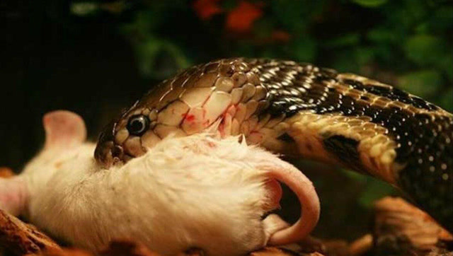 惊悚!空调钻出一条蛇还咬着一只大老鼠,吓得手机都要扔了