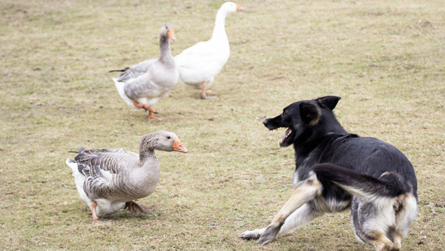 狗和大鹅打架,咬的那是一个惨,狗主护狗踢鹅,真残忍!