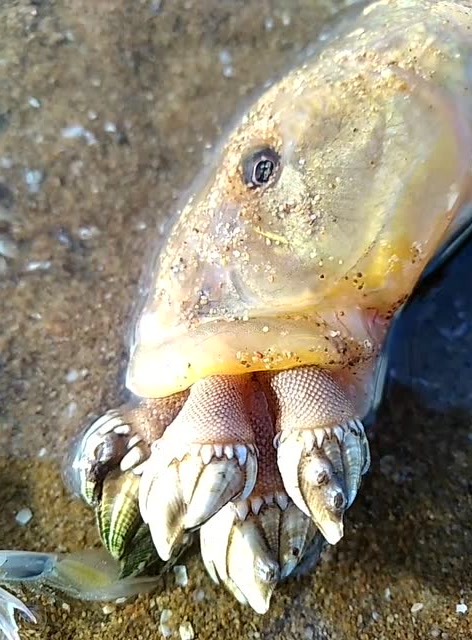 鱼嘴里的叫海佛手,第一次见