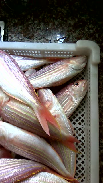 海钓金线鱼 海南合惠海鲜