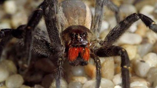 世界上毒性最强的蜘蛛 这状中毒症太邪恶了