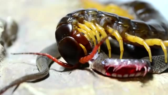 蜈蚣vs蛇,结局真没想到