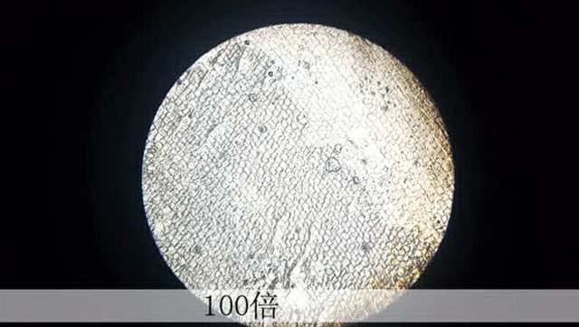 微观万象:蒜瓣表皮放大一千倍是什么样子