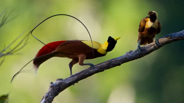 神奇的天堂鸟,求偶瞬间的美丽身姿