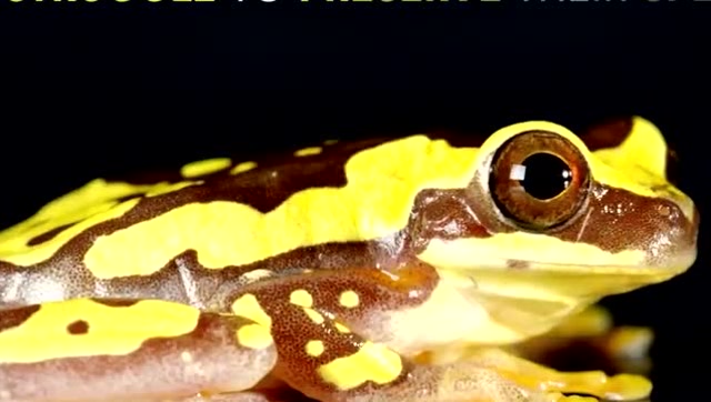 玻璃蛙苏醒,蝌蚪长在叶子上,直到孵化跳入水中