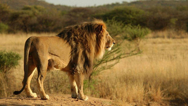 狮子的最强敌手!也是狮子的天敌