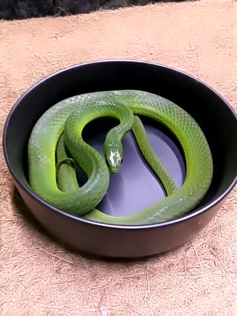 宠物蛇小青看着真是有趣