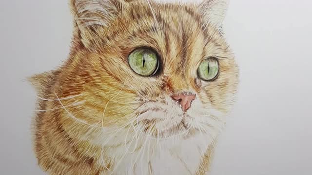 教你用彩铅画一只胖橘猫