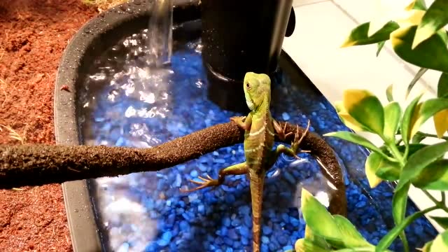 为了这只小水龙,主人也是费劲了心思