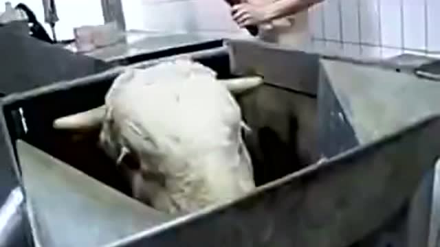 牛牛被赶上刑场，眼泪直流