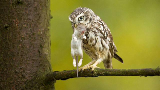 猫头鹰雏鸟吃老鼠,那么大只直接吞不怕噎住吗