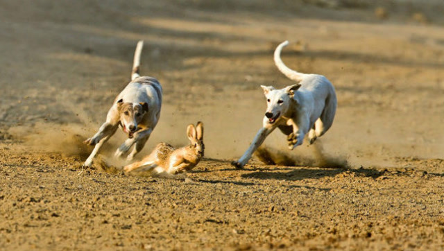 兔子逃跑的走位实在聪明,累死狗狗了