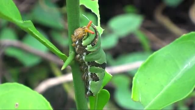 柠檬树上的怪虫碰一下竟伸出长长的触角