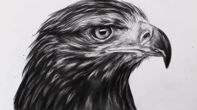 用铅笔素描老鹰的头,这眼睛画的好犀利啊