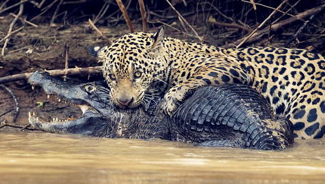 震撼!美洲虎河边凶狠捕食凯门鳄 死咬敌人头骨拖上岸