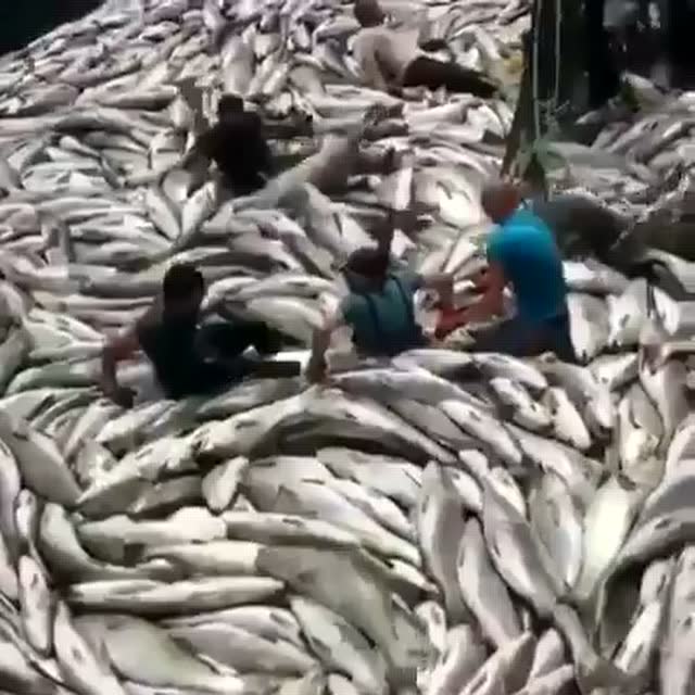 这是一艘船一天的捕鱼量，专家预估2048年可能无鱼可吃