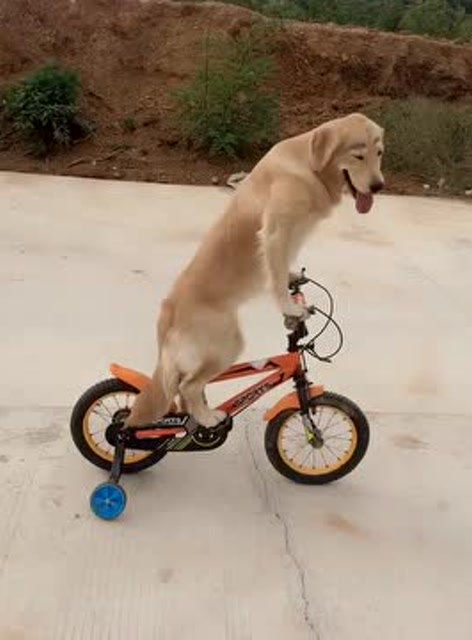 成精了的金毛,每天骑着上帝车遛弯