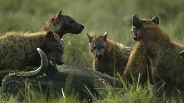 50头鬣狗围攻7头野牛,世纪之战即将爆发!第一次看到这么大场面