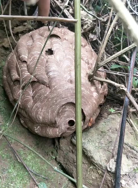 反季节夜食蜂品种