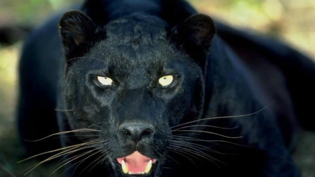 真实的黑豹 动物界最酷的全能冠军 浑身漆黑如同杀手 敢与老虎斗