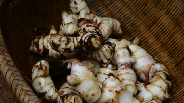 这种叫状元芋的植物,看一眼还以为是生姜,煮熟吃又粉又甜