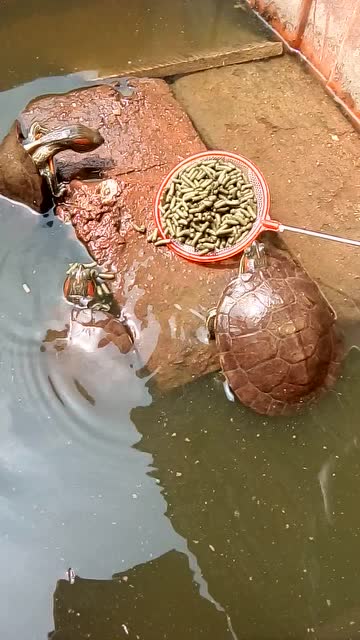 乌龟喂食日常