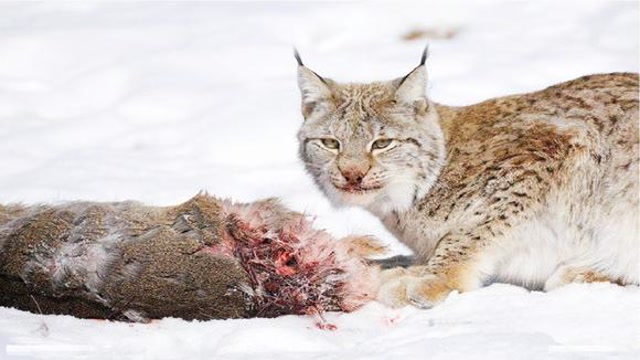 猞猁:吃狼的凶兽!刀锋般的大爪子,雪地里的野兔老鼠在劫难逃!