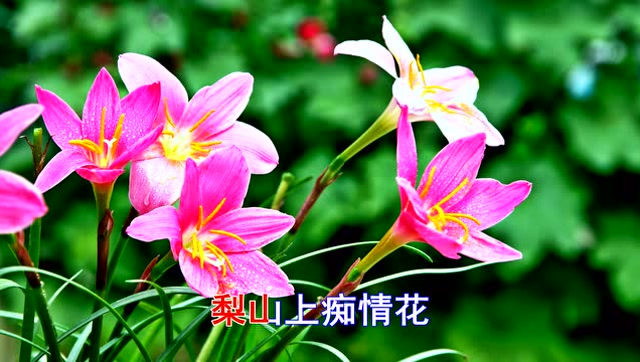 林玉英一首经典情歌《梨山痴情花》太好听了