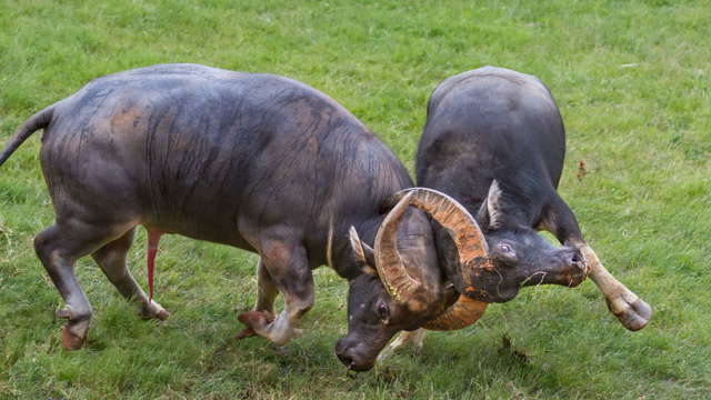 斗牛:三万多观众为了这一对牛而来,可见精彩程度