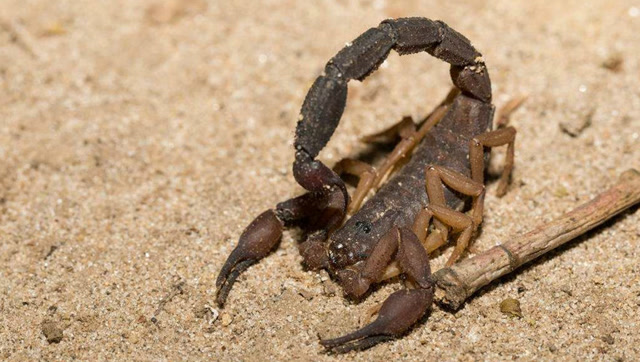 猫鼬猎杀致命的眼镜王蛇和蝎子