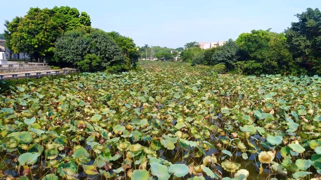 航拍花都区莲塘村,夏花之绚烂