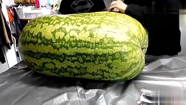 100多斤的大西瓜里面是什么样的?看完长见识了
