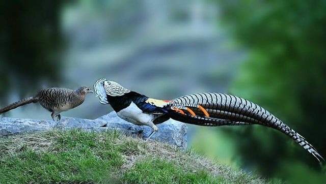 白腹锦鸡霸道求爱,从地面追到树上然而母鸡一点都不想搭理它