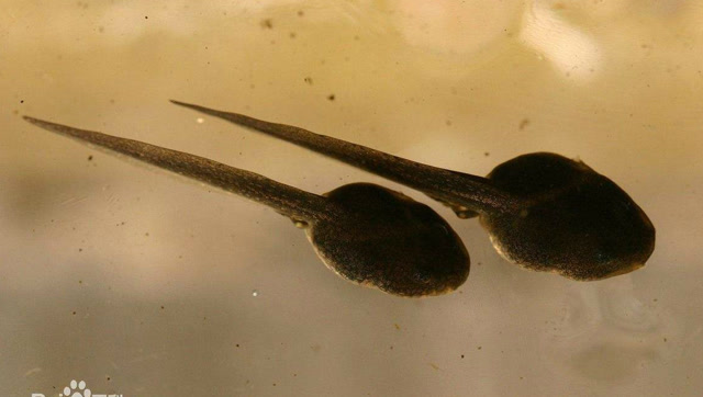 世界上最大的蝌蚪 全长25厘米 长大以后的样子出人意料