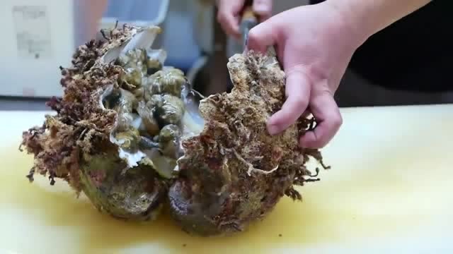 巨型海蚌,海蚌长什么样子图片,巨蚌_大山谷图库