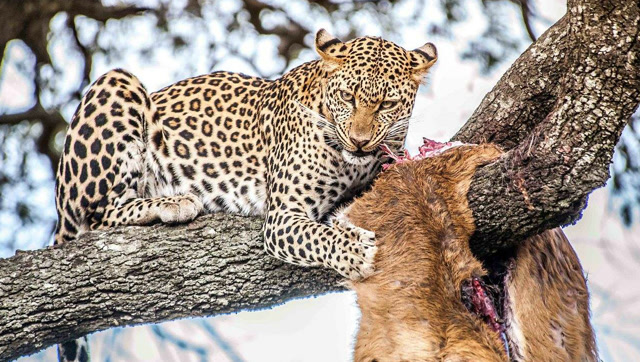 狮子发现了小豹子,母花豹只能眼睁睁看着幼崽被杀