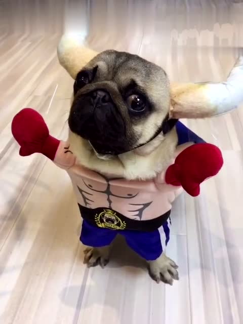 主人健身带着狗狗,几天后狗狗变成了肌肉狗