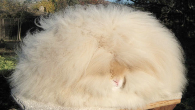 世界上毛发最长的兔子,撩起毛才能看到脸,活像一团棉花