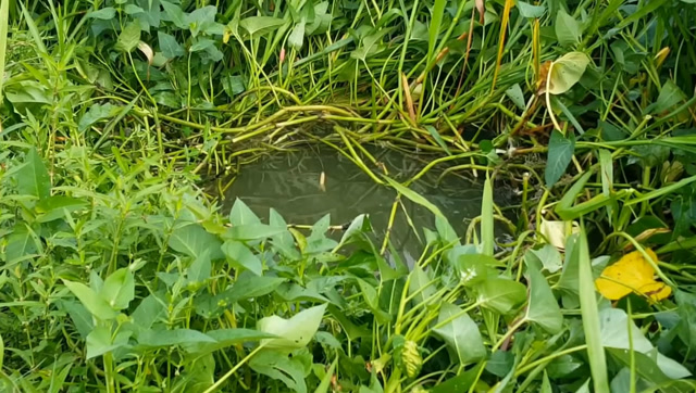 钓鱼:草窝钓塘鲺,遇上大的真挂草啊!