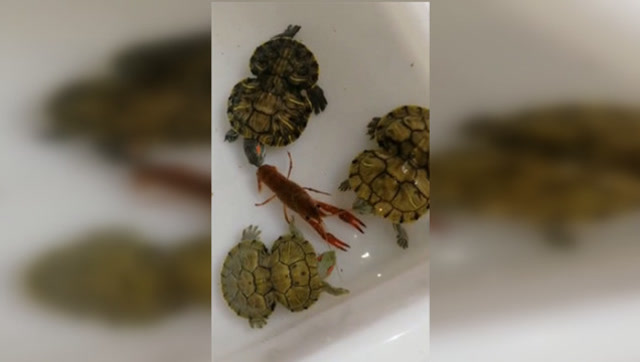 三个葫芦乌龟大战大龙虾,这配音绝了