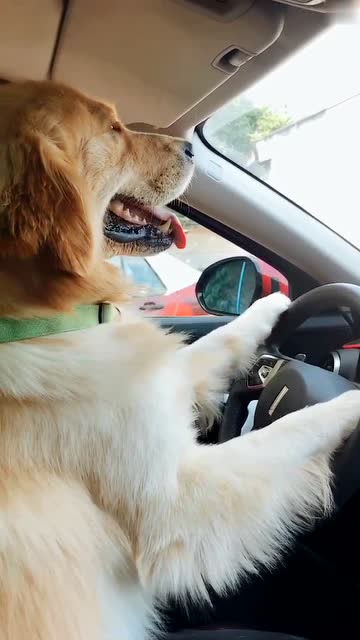 金毛这练车的样子, 是否像极了你! 哈哈哈