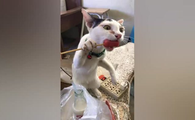 外表是高冷的喵星人,其实私底下就是个爱偷吃的猫