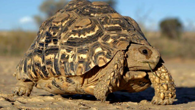 全球现存体型最大的陆龟:加拉帕戈斯象龟